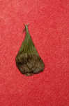 Greater bladder sedge